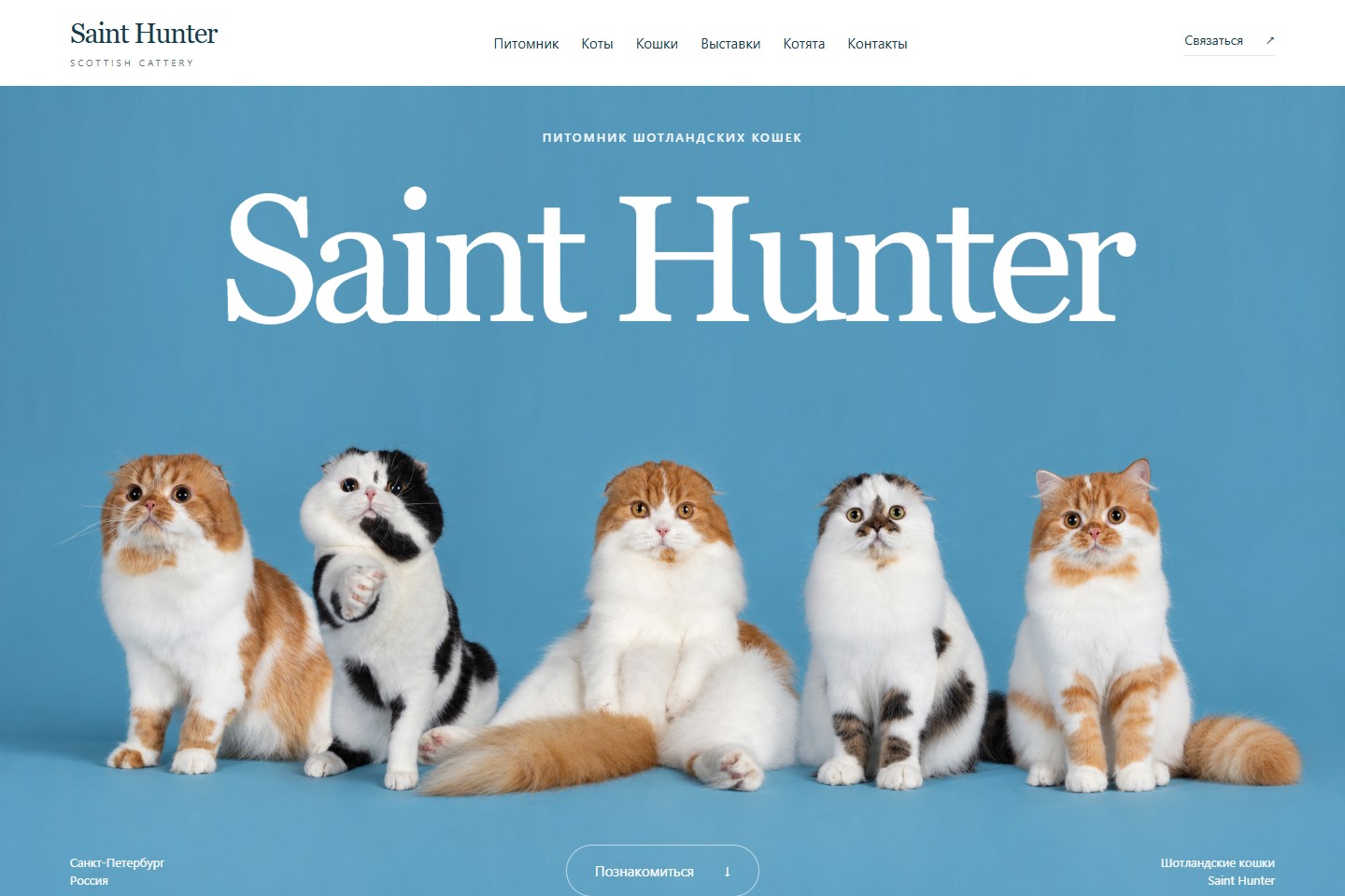 Превью сайта «Saint Hunter — питомник шотландских кошек»